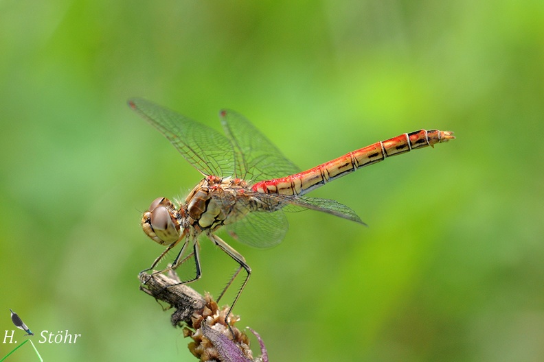 Gemeine Heidelibelle (Sympetrum vulgatum)